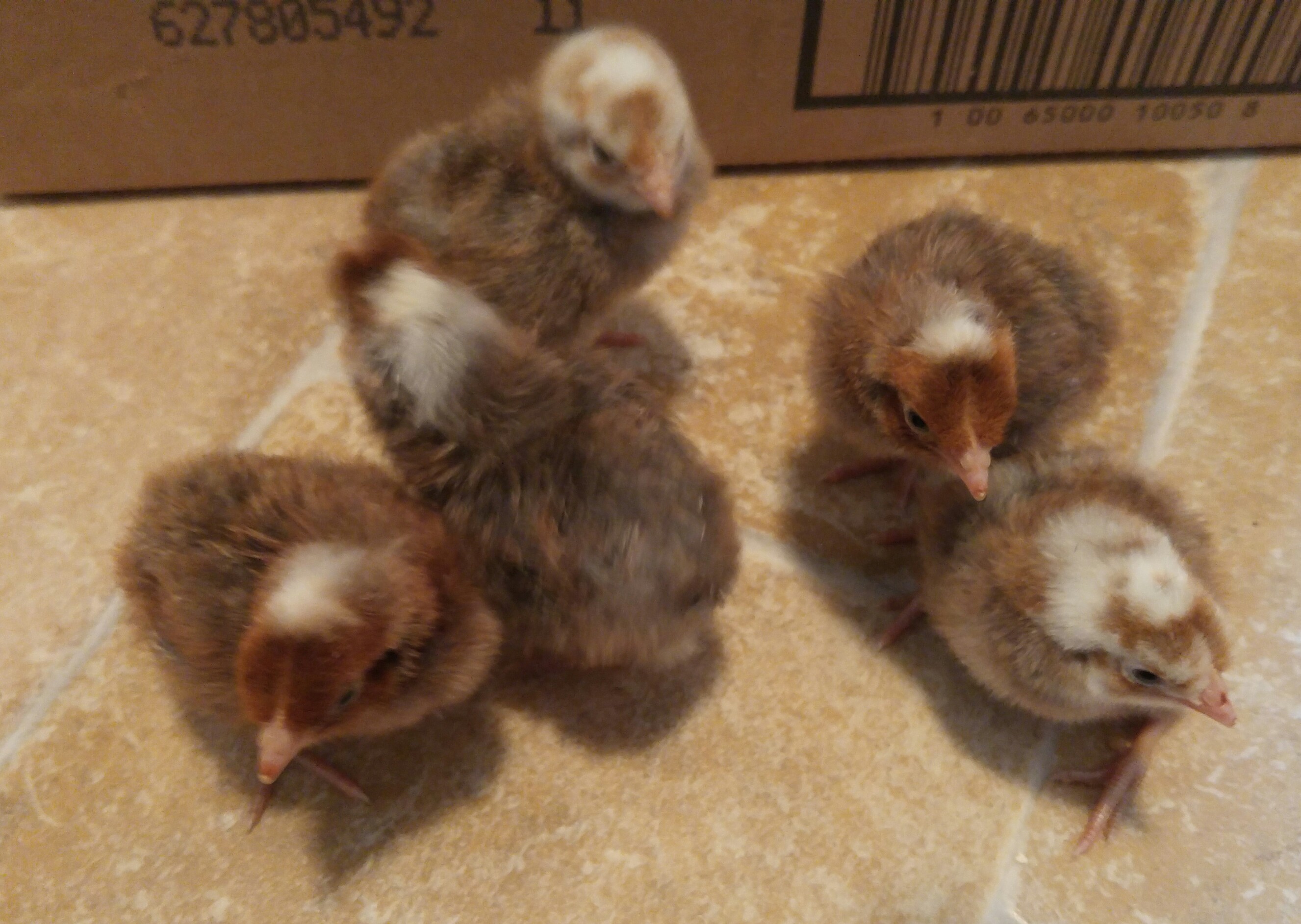 Norwegian Jaerhon Chickens