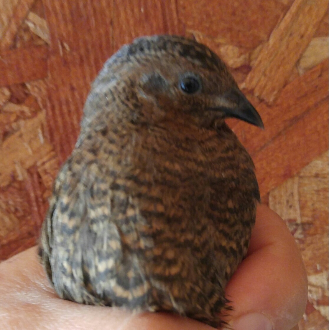 Quail in Canada