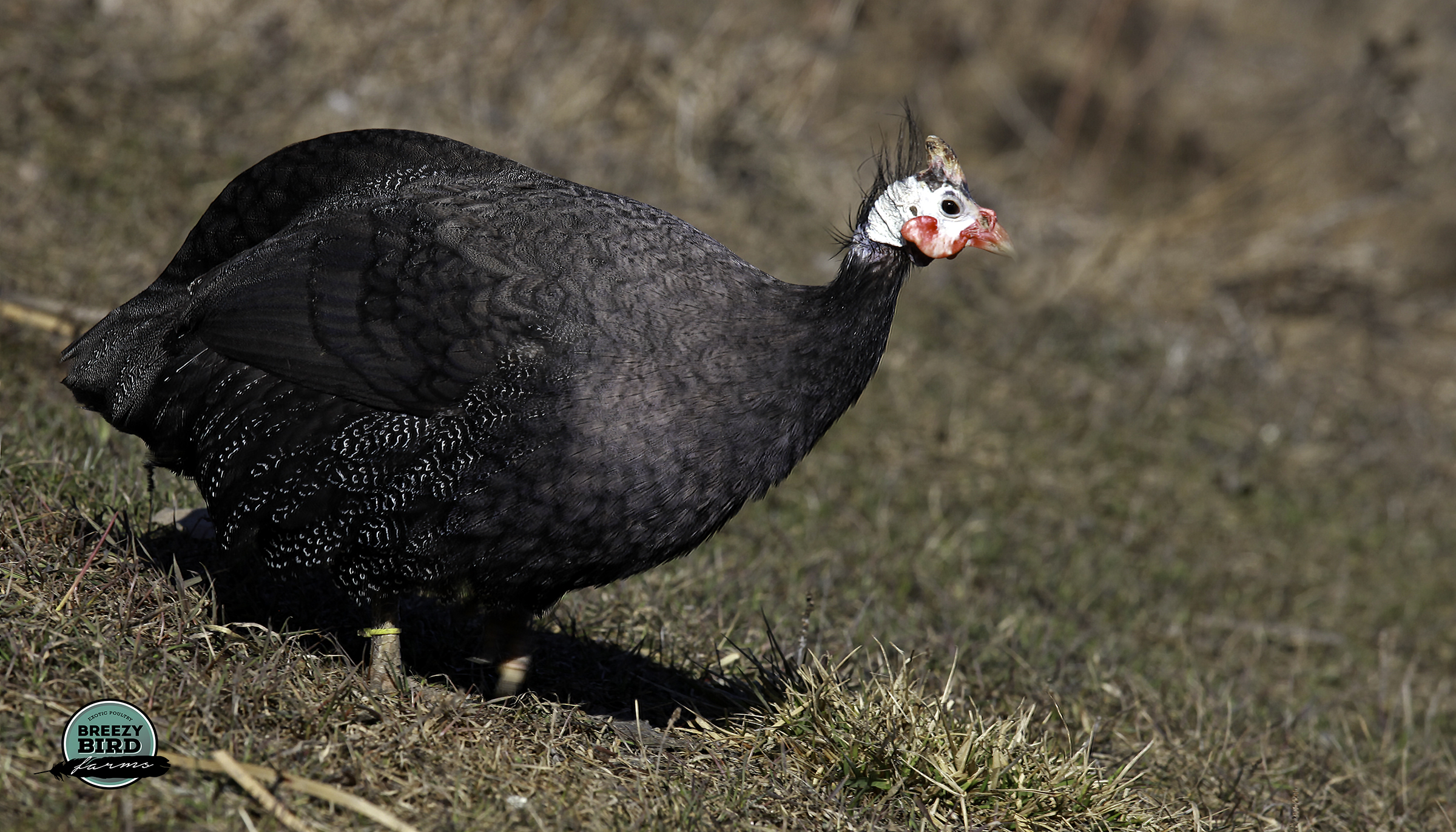 Guinea Fowl.