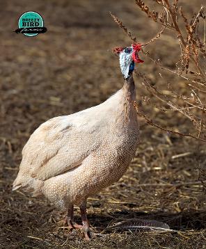 Guinea Fowl Color Chart