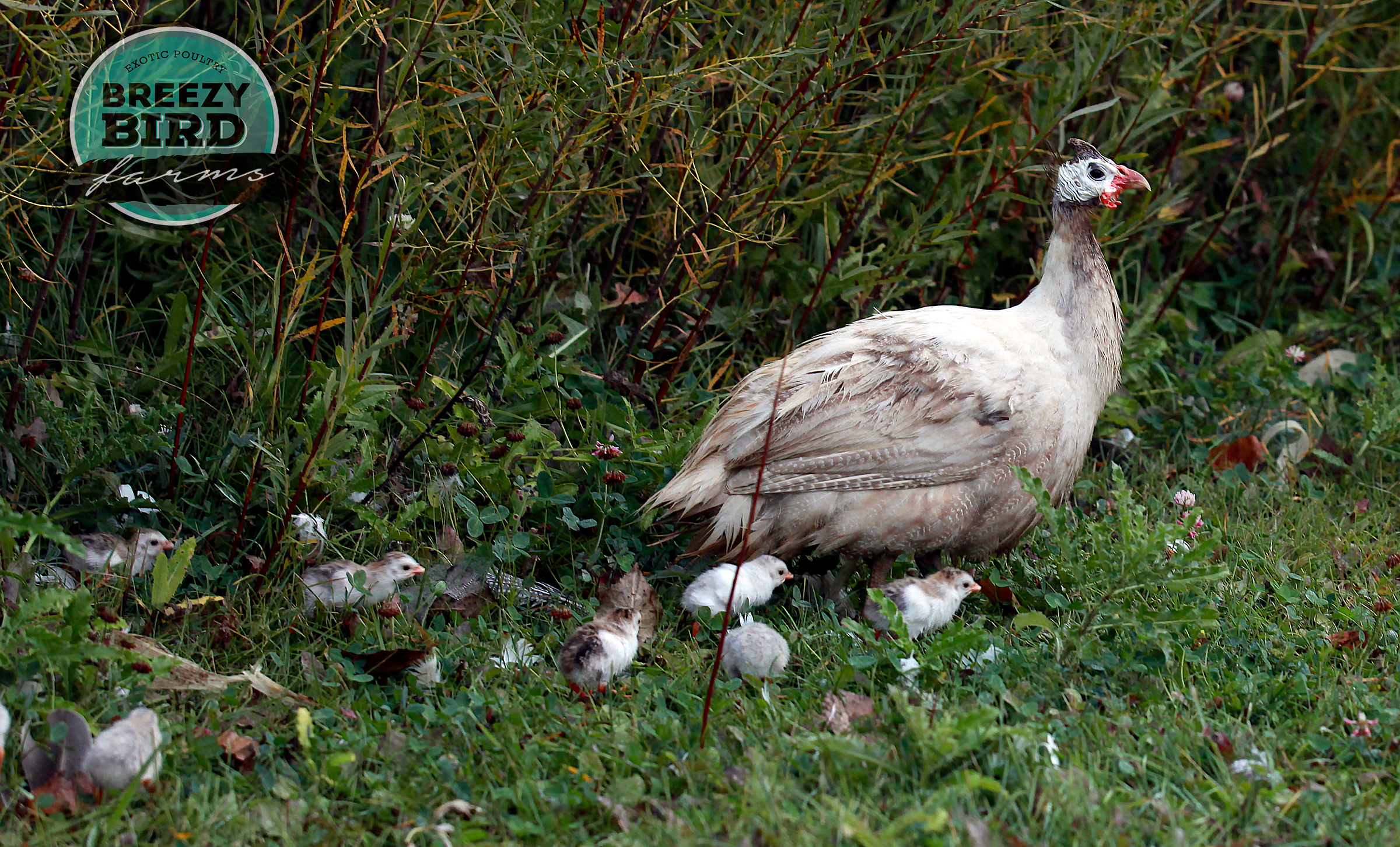 Guinea Fowl