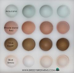 egg foam shipper