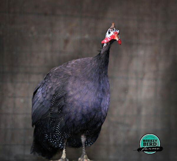 Guinea Fowl Color Chart