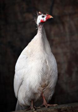 helmeted guinea fowl, keets, guinea fowl hatching eggs, guinea eggs