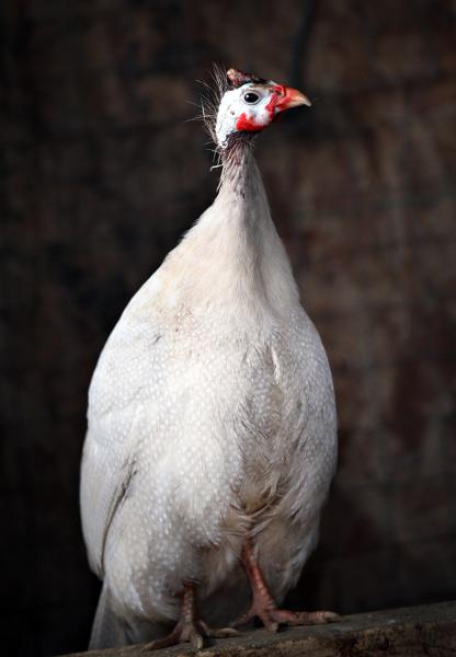 guinea fowl guinea fowl color chart