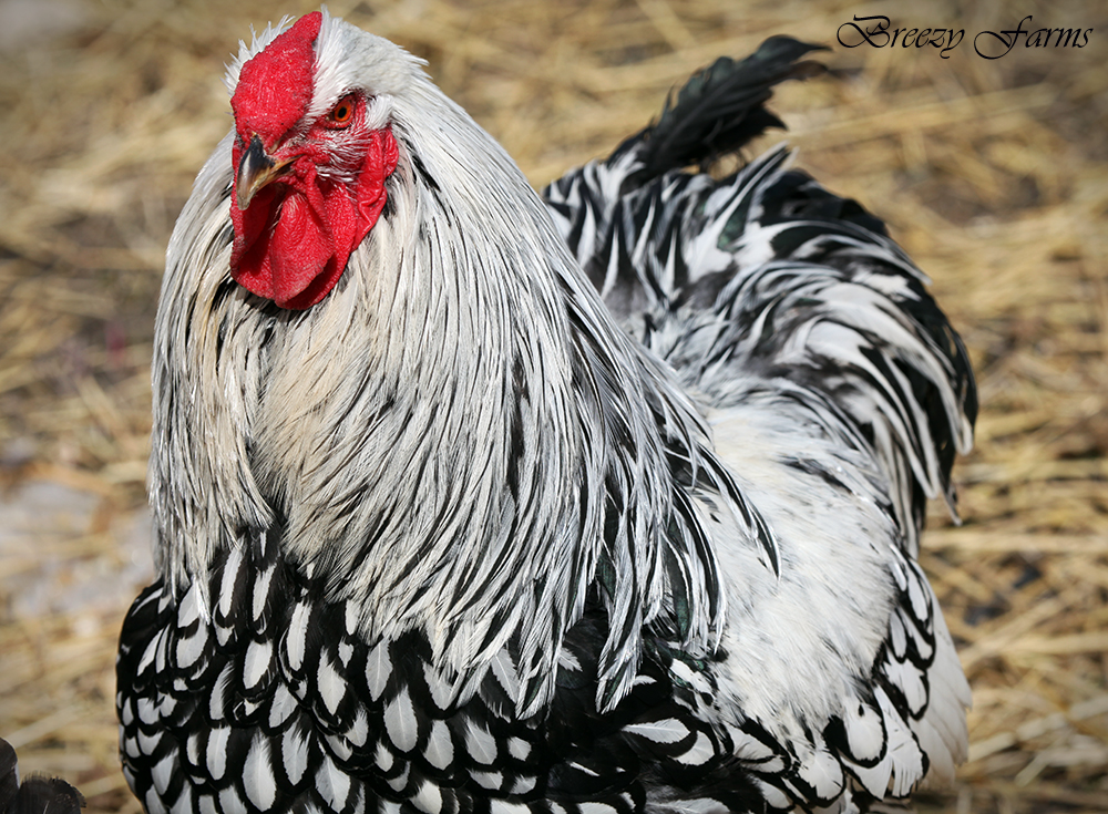 Wyandotte Chickens Canada