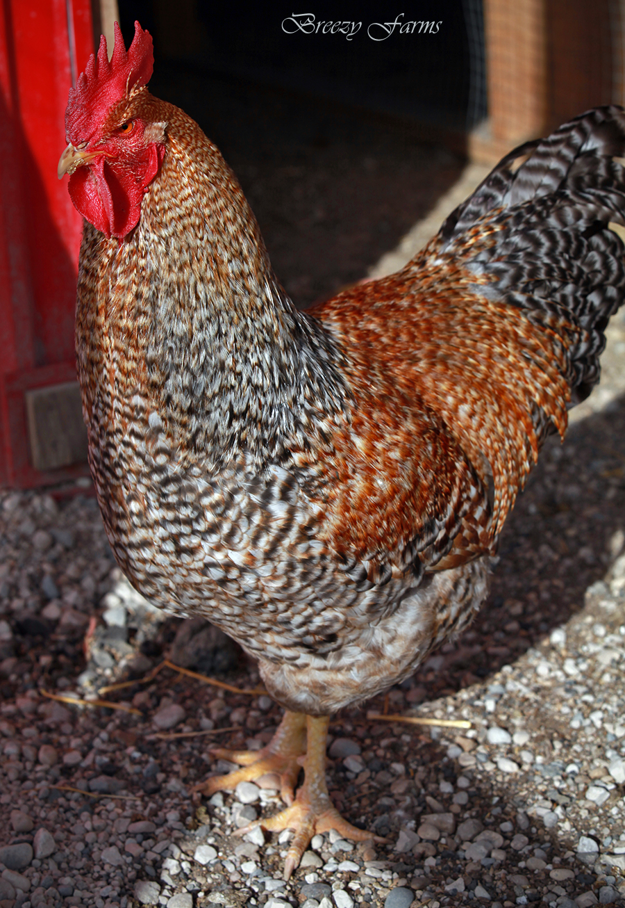 Bielefelder Kennhuhn Chickens in Canada