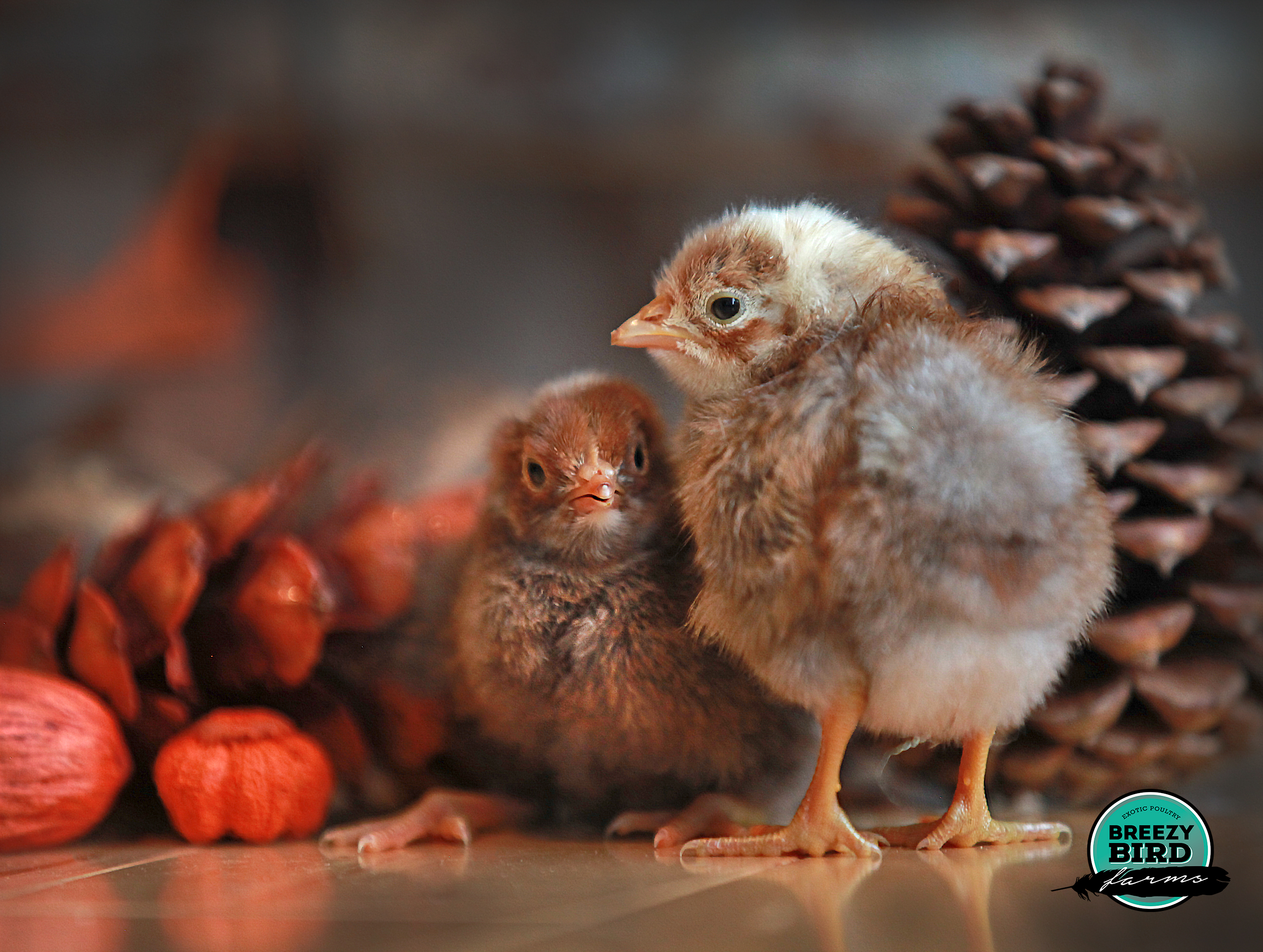 Norwegian Jaerhon Chickens