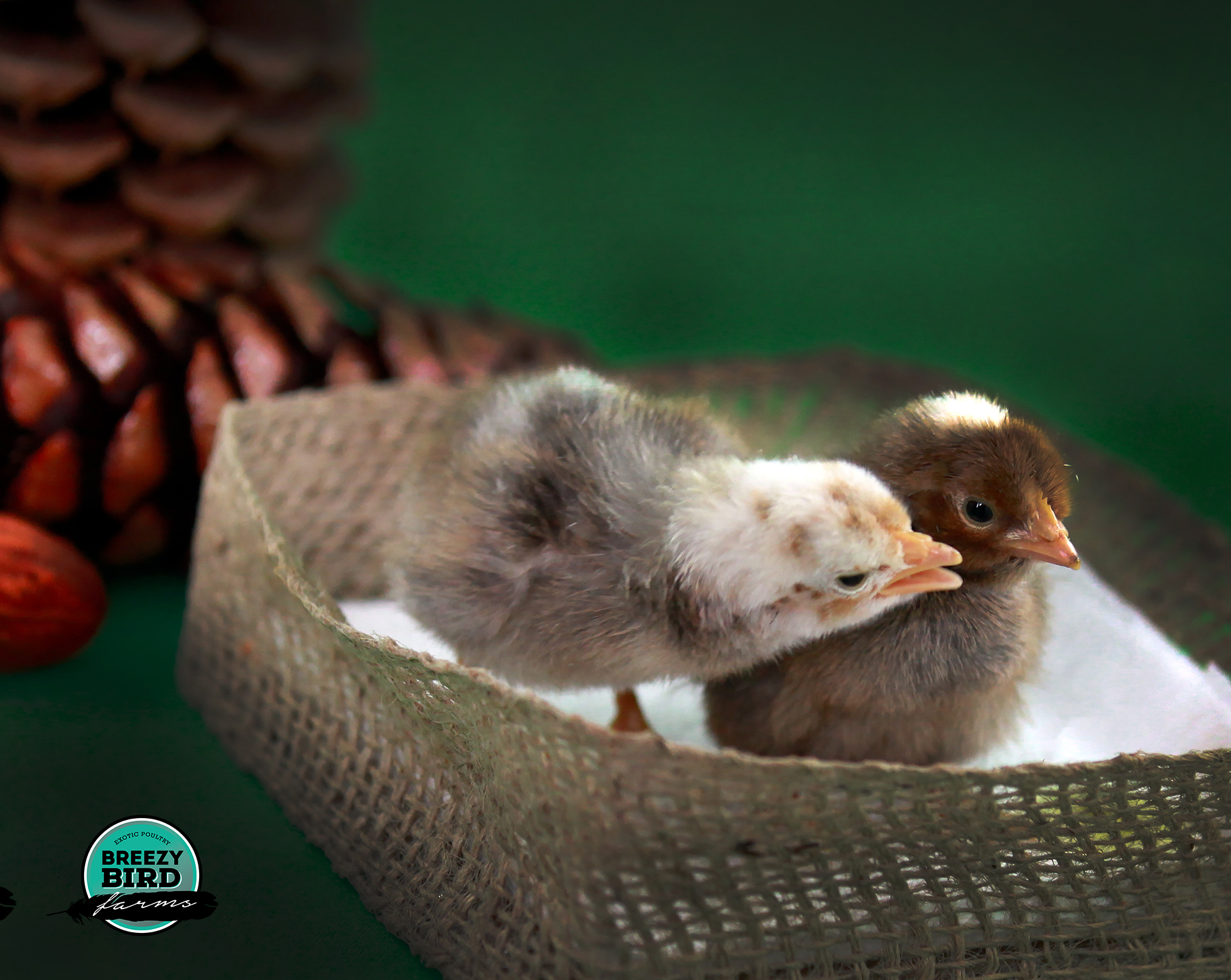 Norwegian Jaerhon Chickens