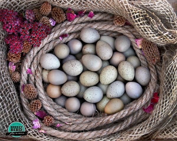 buy button quail, button quail button quail chicks, button quail hatching eggs