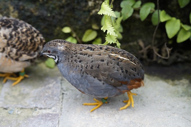 button quail, button quail canada, button quail eggs, button quail chicks, purchase button quail, purchase button eggs