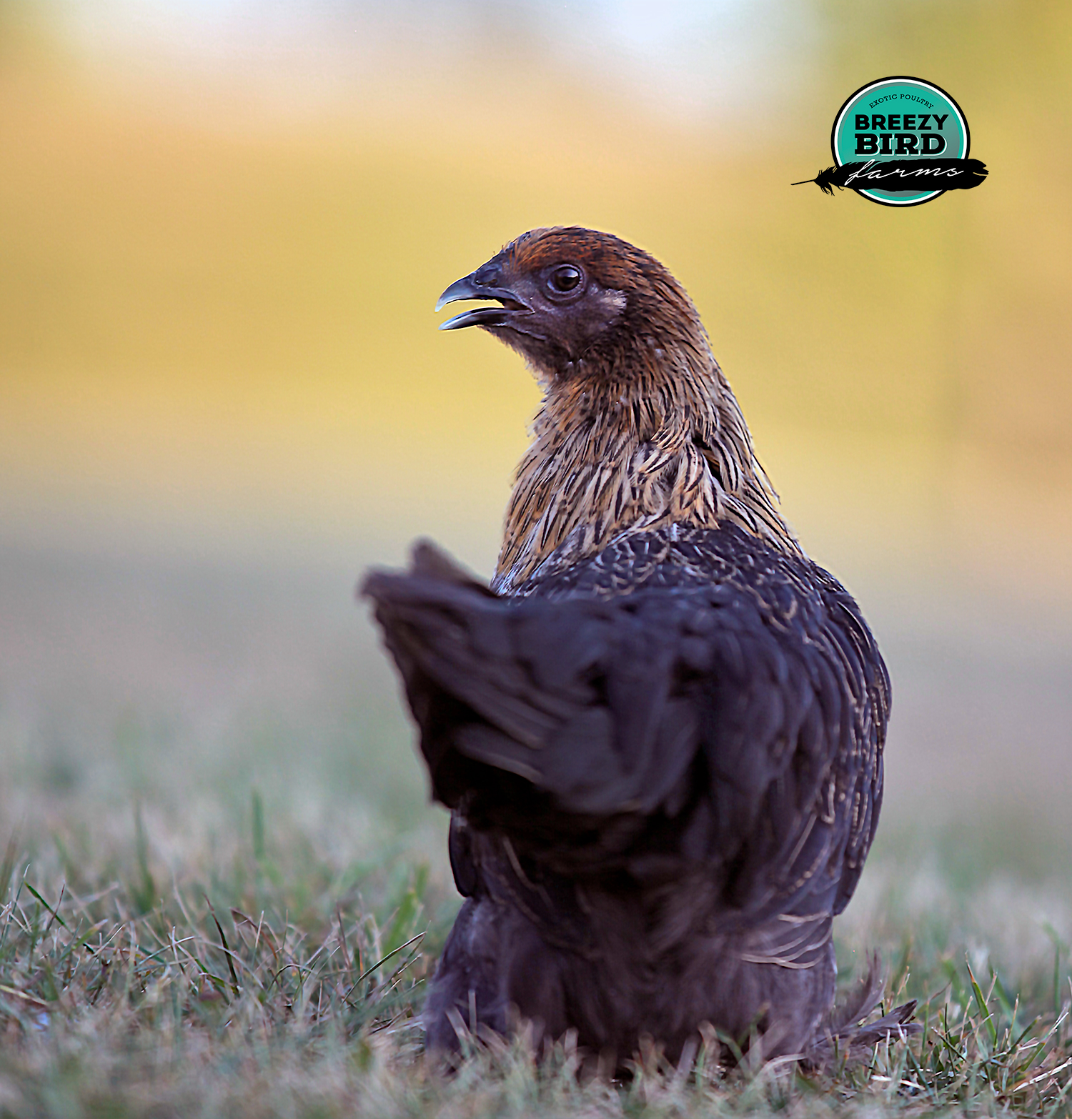 Swedish Hedemora Chickens