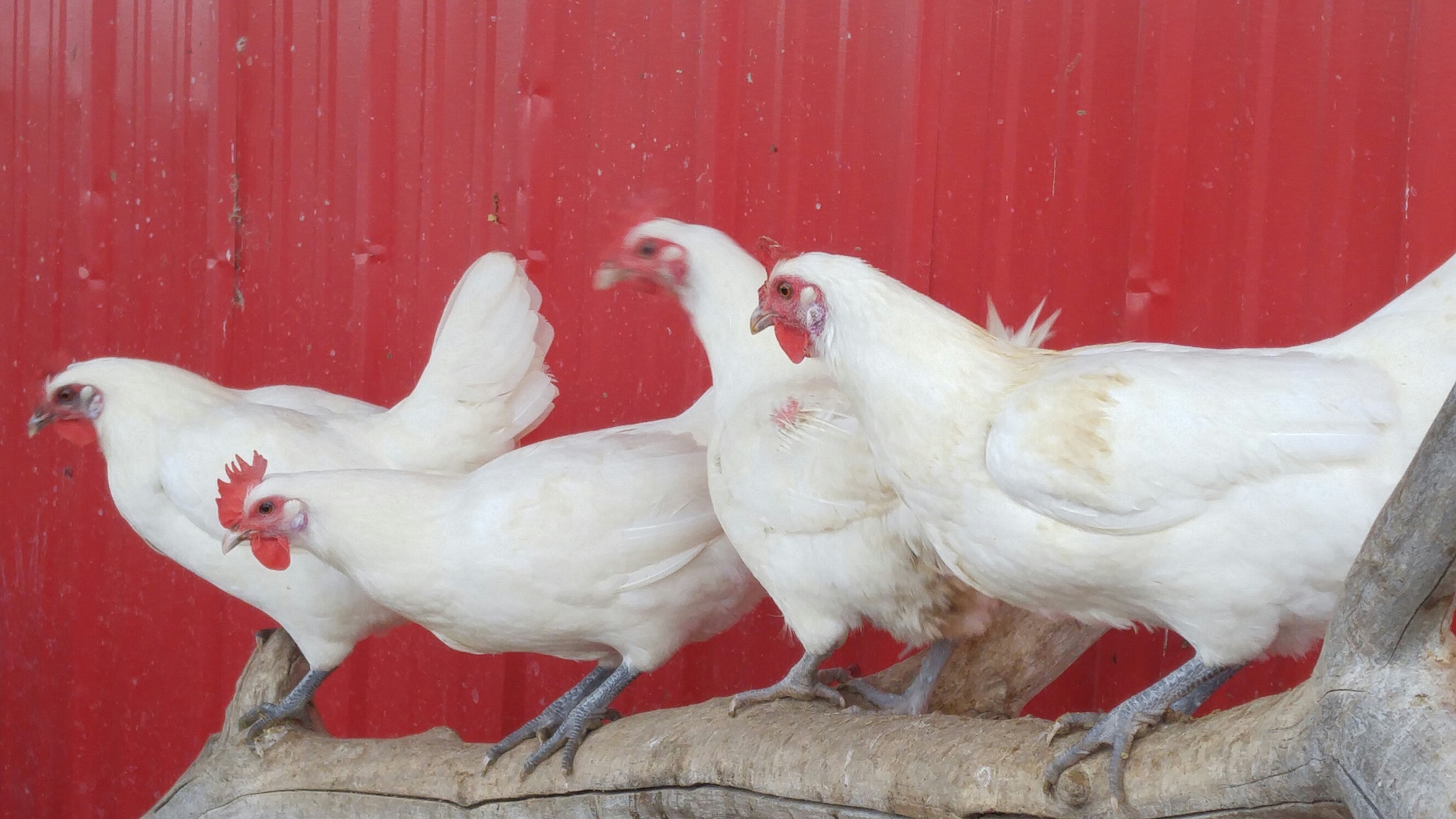 White Bresse Chickens